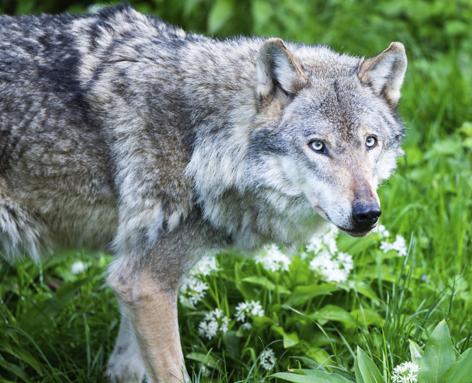 Gray Wolf